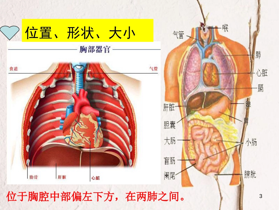 七年级生物下册 4.4.3 输送血液的泵——心脏课件 （新版）新人教版_第3页