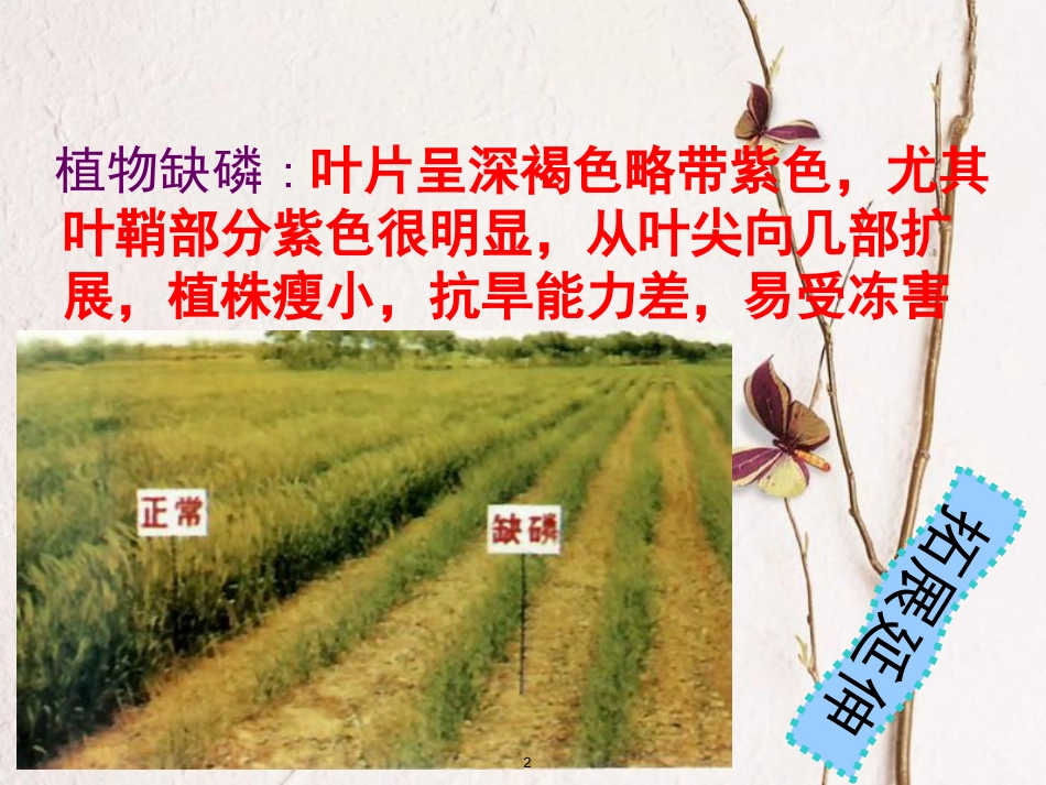 高中化学 第四单元 化学与技术的发展 4.1 化肥和农药课件1 新人教版选修2_第2页