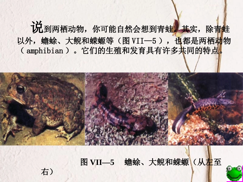 湖南省益阳市八年级生物下册 7.1.3 两栖动物的生殖和发育课件 （新版）新人教版_第2页