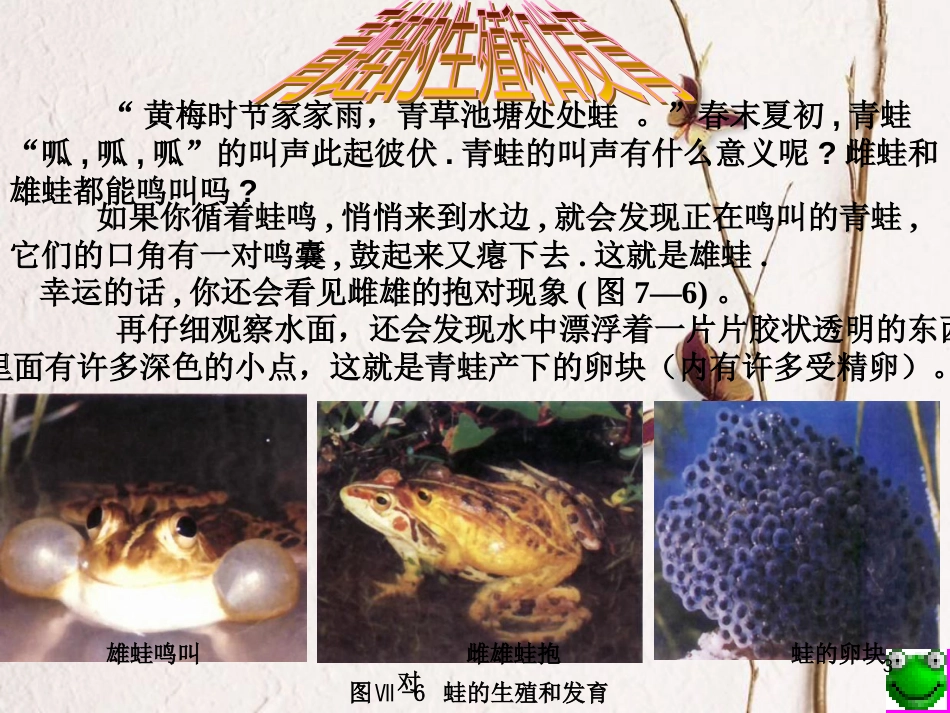 湖南省益阳市八年级生物下册 7.1.3 两栖动物的生殖和发育课件 （新版）新人教版_第3页