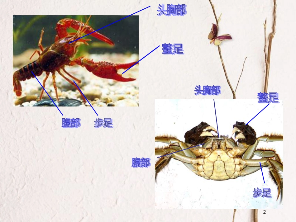 二年级美术上册 做做虾和蟹课件2 苏少版_第2页