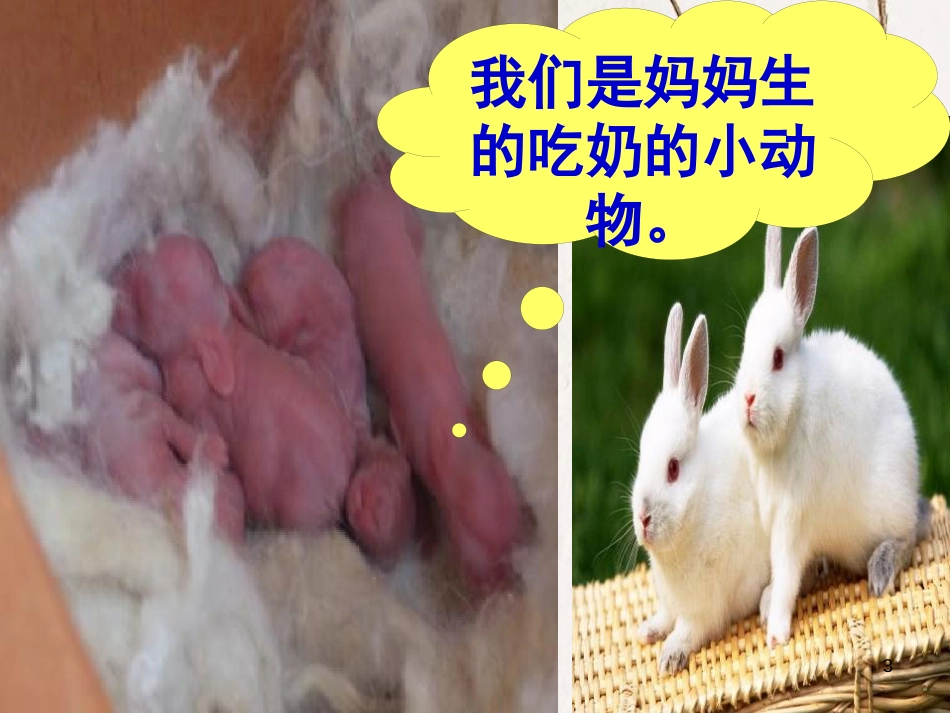 四年级科学上册 2.3 吃奶长大的动物课件2 湘教版_第3页