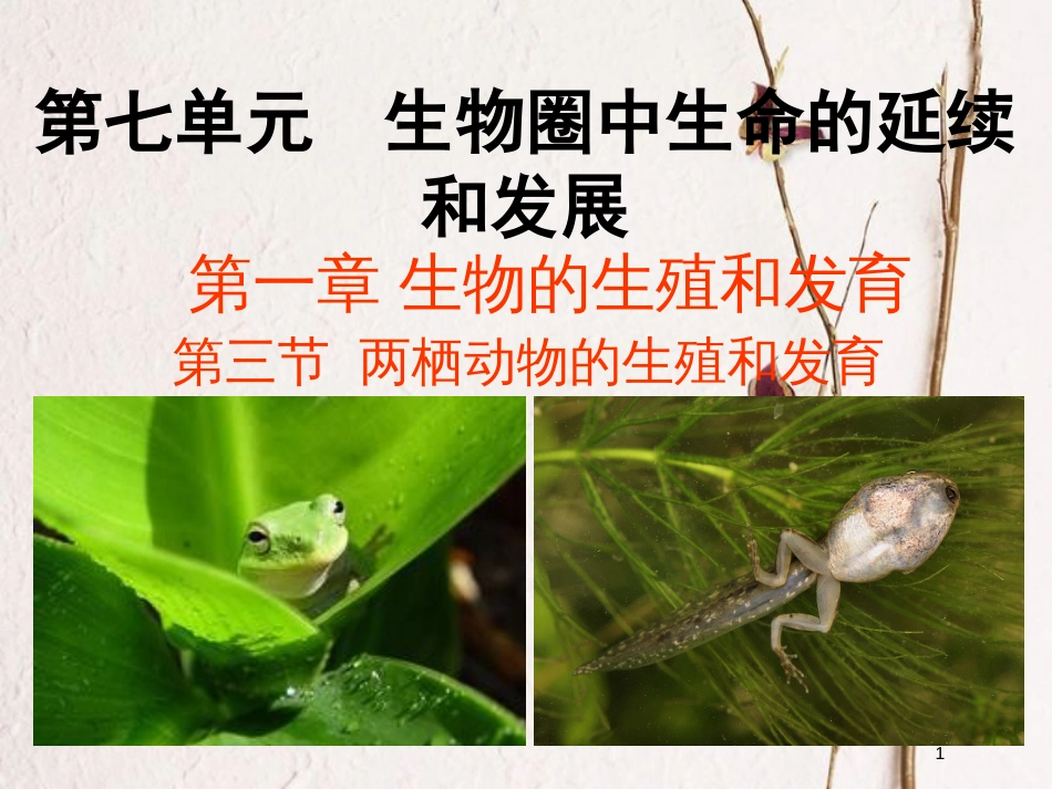 八年级生物下册 7.1.3 两栖动物的生殖和发育教学课件 （新版）新人教版_第1页