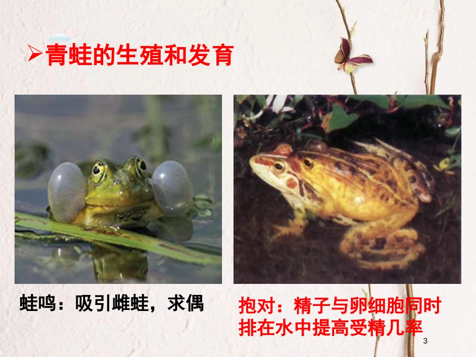 八年级生物下册 7.1.3 两栖动物的生殖和发育教学课件 （新版）新人教版_第3页