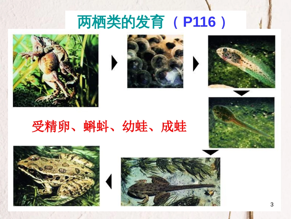 学年八年级生物上册 19.2 动物的发育课件2 苏科版_第3页