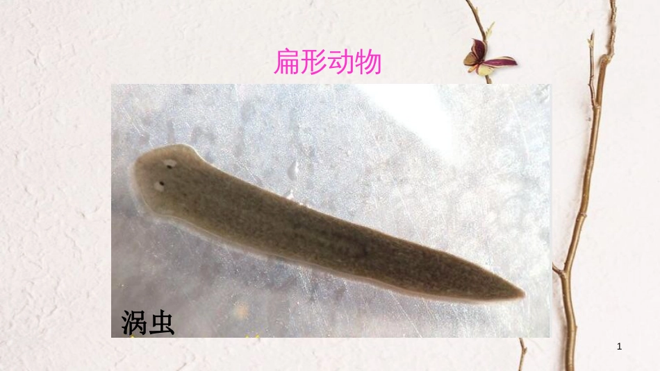 八年级生物上册 第五单元 第一章 第一节 腔肠动物和扁形动物《扁形动物》课件 （新版）新人教版_第1页
