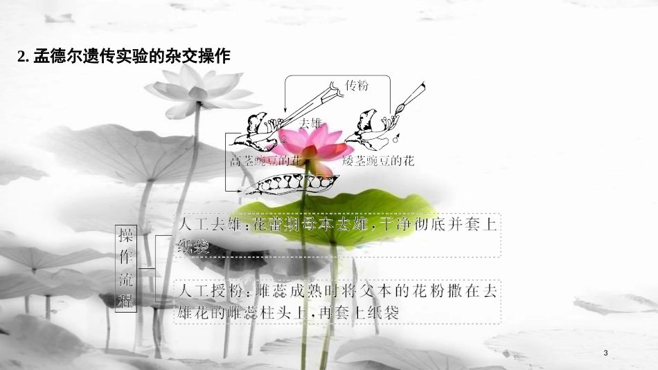 届高考生物一轮复习 第五单元 遗传的基本规律 第14讲 基因的分离定律课件_第3页