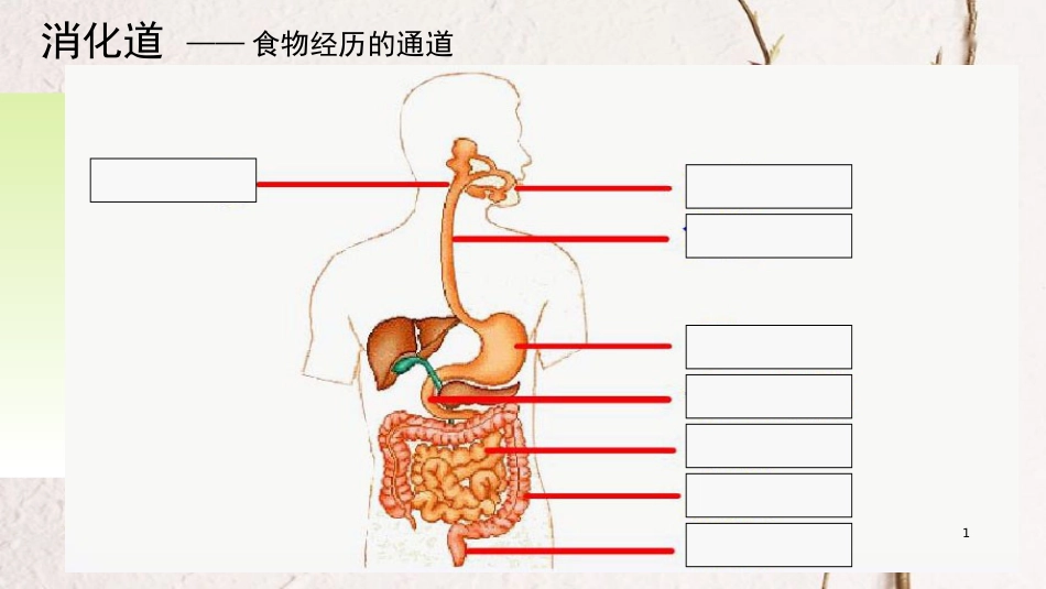 广东中山市七年级生物下册 4.2.2 消化和吸收课件2 （新版）新人教版_第1页