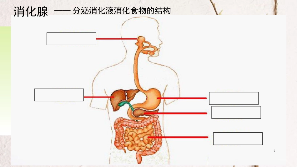 广东中山市七年级生物下册 4.2.2 消化和吸收课件2 （新版）新人教版_第2页