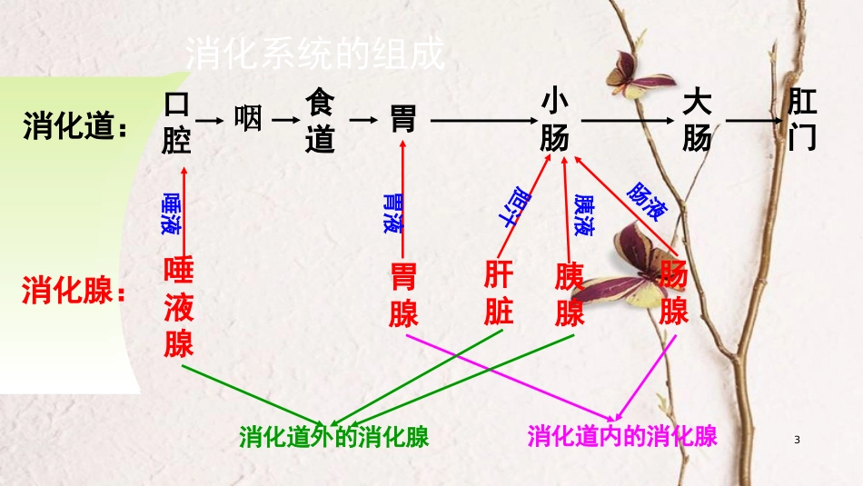 广东中山市七年级生物下册 4.2.2 消化和吸收课件2 （新版）新人教版_第3页