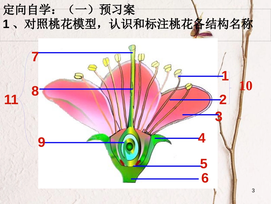 湖南省桑植县七年级生物上册 第三单元 第二章 第三节 开花和结果课件 （新版）新人教版_第3页