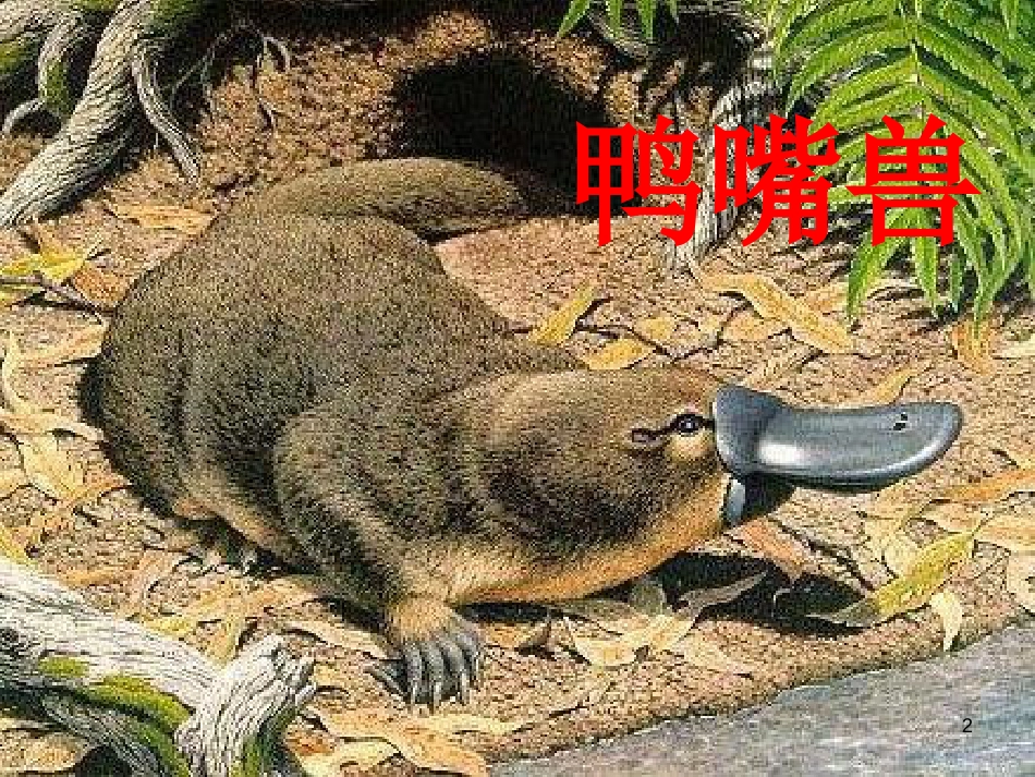 四年级科学上册 2.5 珍稀动物的保护课件1 湘教版_第2页