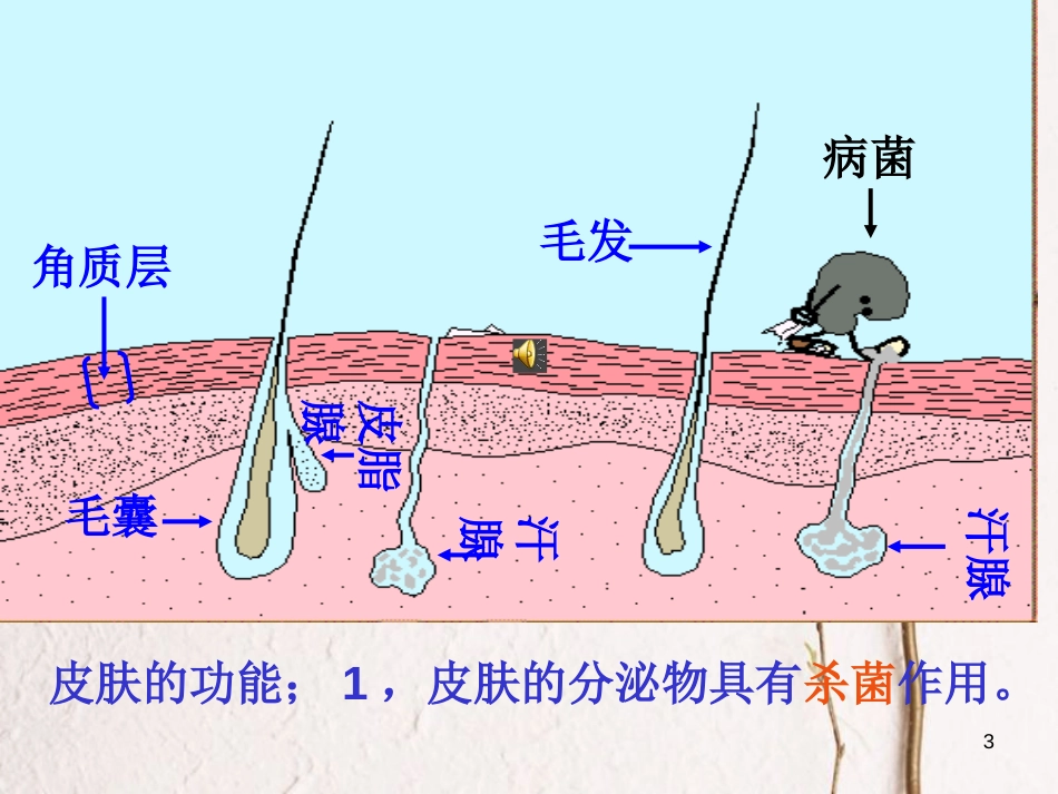 八年级生物下册 8.1.2《免疫与计划免疫》教学课件 （新版）新人教版_第3页