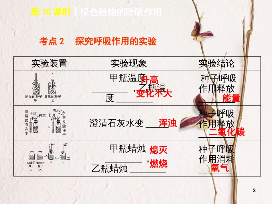 中考生物 第三单元 生物圈中的绿色植物 第10课时 绿色植物的呼吸作用课件_第3页