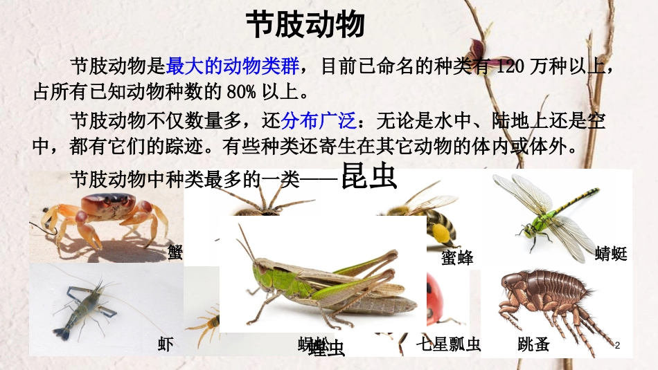 八年级生物上册 第五单元 第一章 第一节 腔肠动物和扁形动物《节肢动物》课件 （新版）新人教版_第2页