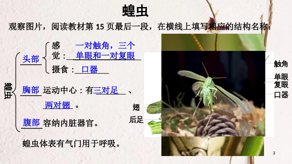 八年级生物上册 第五单元 第一章 第一节 腔肠动物和扁形动物《节肢动物》课件 （新版）新人教版_第3页
