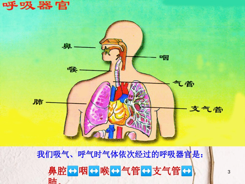 五年级科学上册 1.1 我们在呼吸课件1 湘教版_第3页