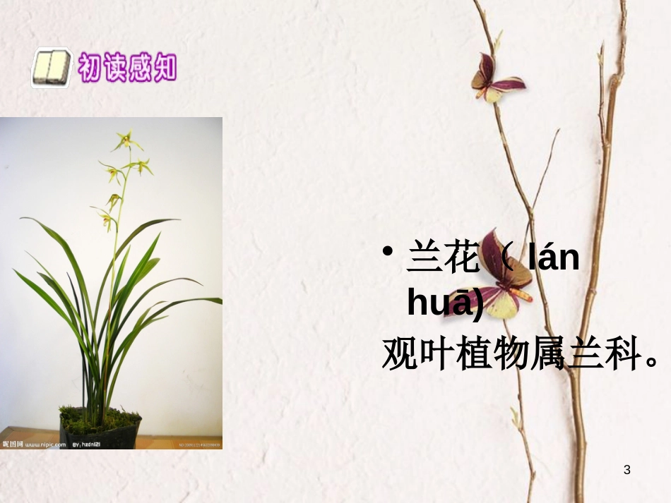九年级语文上册 第十课《深山访兰》课件3 新疆教育版_第3页