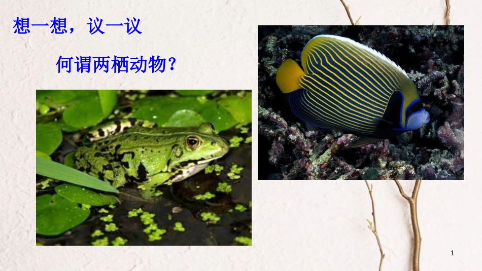 八年级生物上册 第五单元 第一章 第五节 两栖动物和爬行动物《两栖动物》课件 （新版）新人教版_第1页