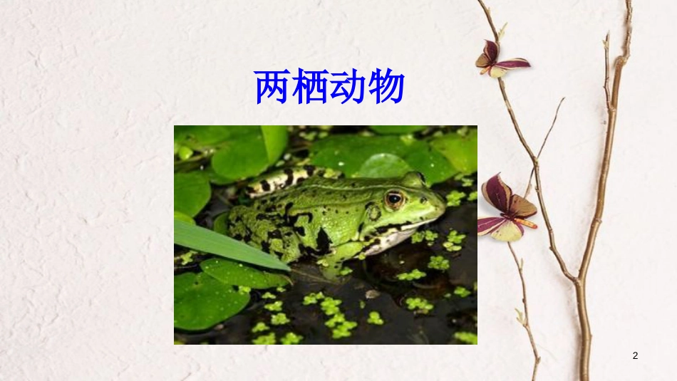 八年级生物上册 第五单元 第一章 第五节 两栖动物和爬行动物《两栖动物》课件 （新版）新人教版_第2页
