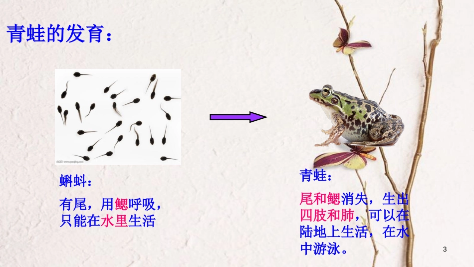 八年级生物上册 第五单元 第一章 第五节 两栖动物和爬行动物《两栖动物》课件 （新版）新人教版_第3页