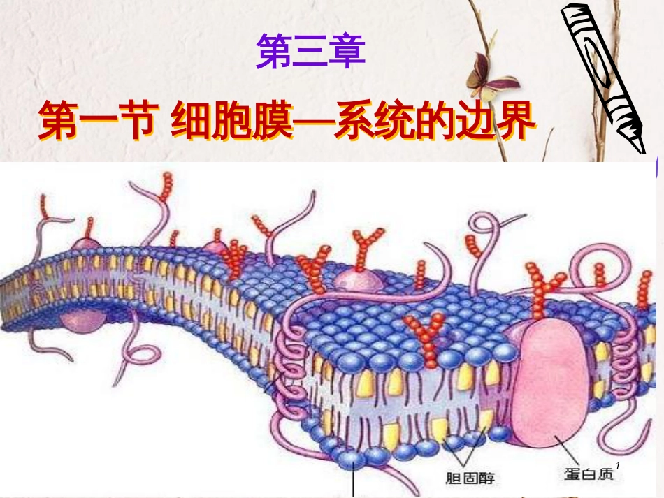 安徽省涡阳县高中生物 第三章 细胞的基本结构 3.1 细胞膜—系统的边界1课件 新人教版必修1_第1页