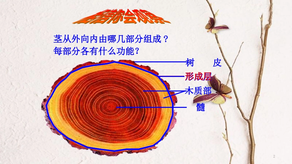 七年级生物上册 3.5.4植物茎的输导功能课件 （新版）苏教版_第2页