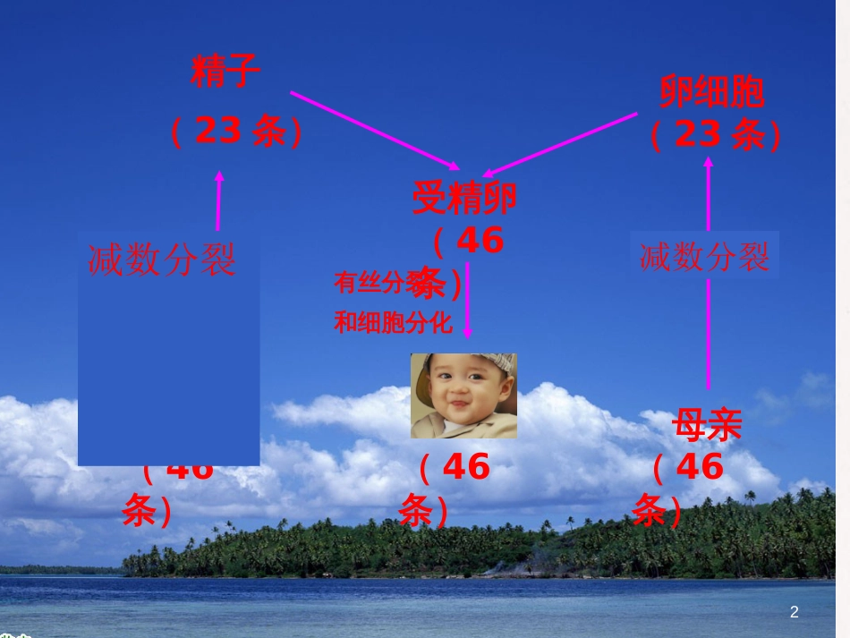 河北省南宫市高中生物第二章基因和染色体的关系2.1精子的形成课件新人教版必修2_第2页