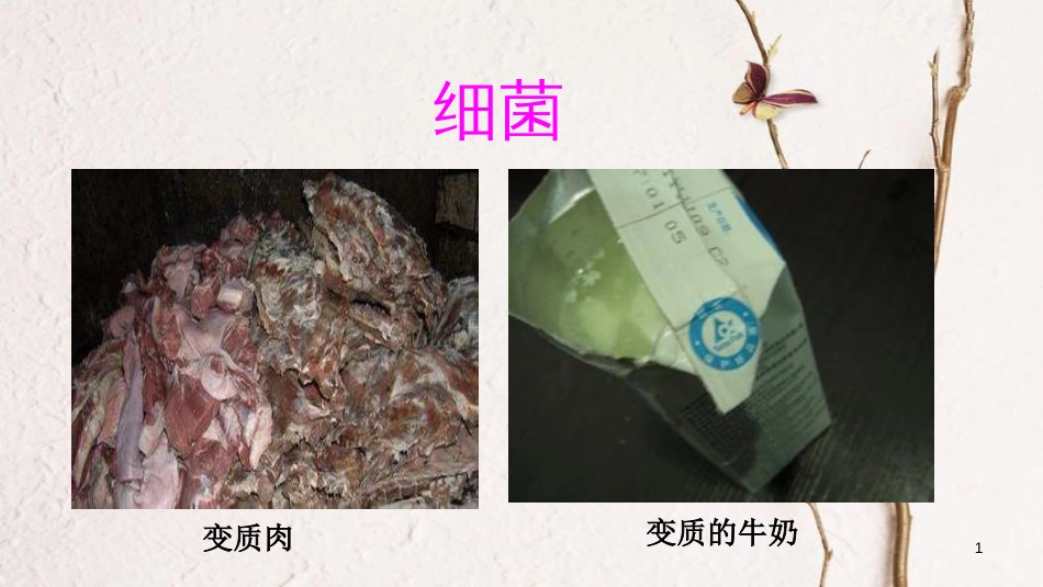 八年级生物上册 第五单元 第四章 第二节《细菌》课件 （新版）新人教版_第1页