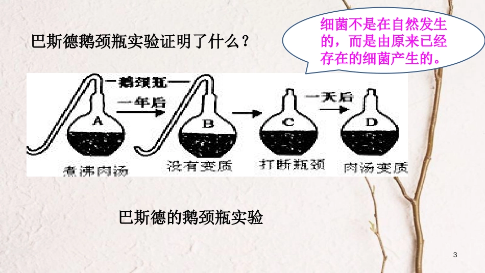 八年级生物上册 第五单元 第四章 第二节《细菌》课件 （新版）新人教版_第3页