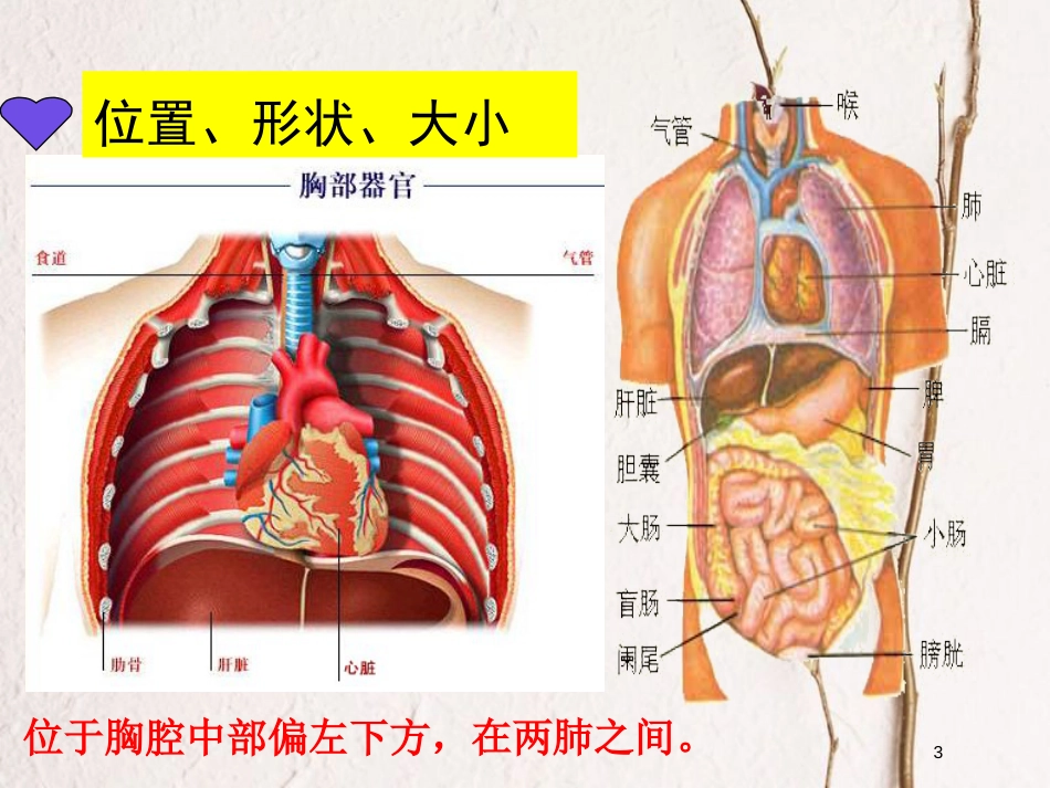 七年级生物下册 4.4.3输送血液的泵——心脏课件 （新版）新人教版_第3页