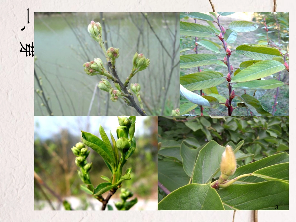 七年级生物上册 2.5.4  植物茎的输导功能课件 （新版）苏教版_第3页