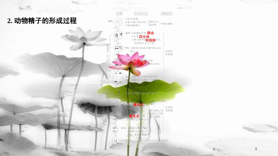 届高考生物一轮复习 第四单元 细胞的生命历程 第12讲 减数分裂和受精作用课件_第3页