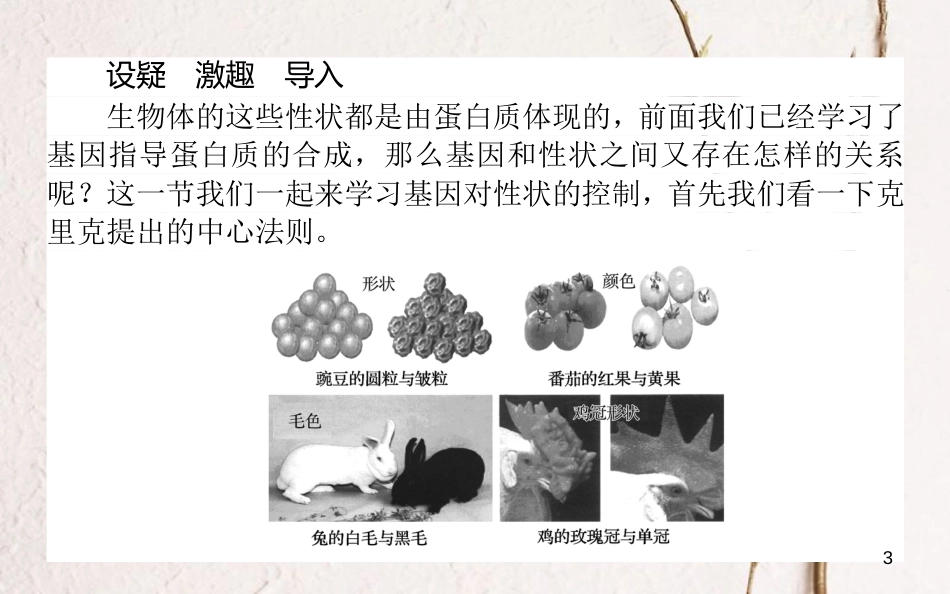 高中生物 第四章 基因的表达 4.2 基因对性状的控制课件 新人教版必修2_第3页