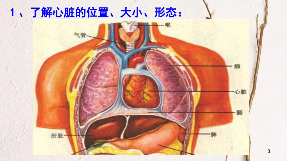 广东中山市七年级生物下册 4.4.3 输送血液的泵——心脏课件1 （新版）新人教版_第3页