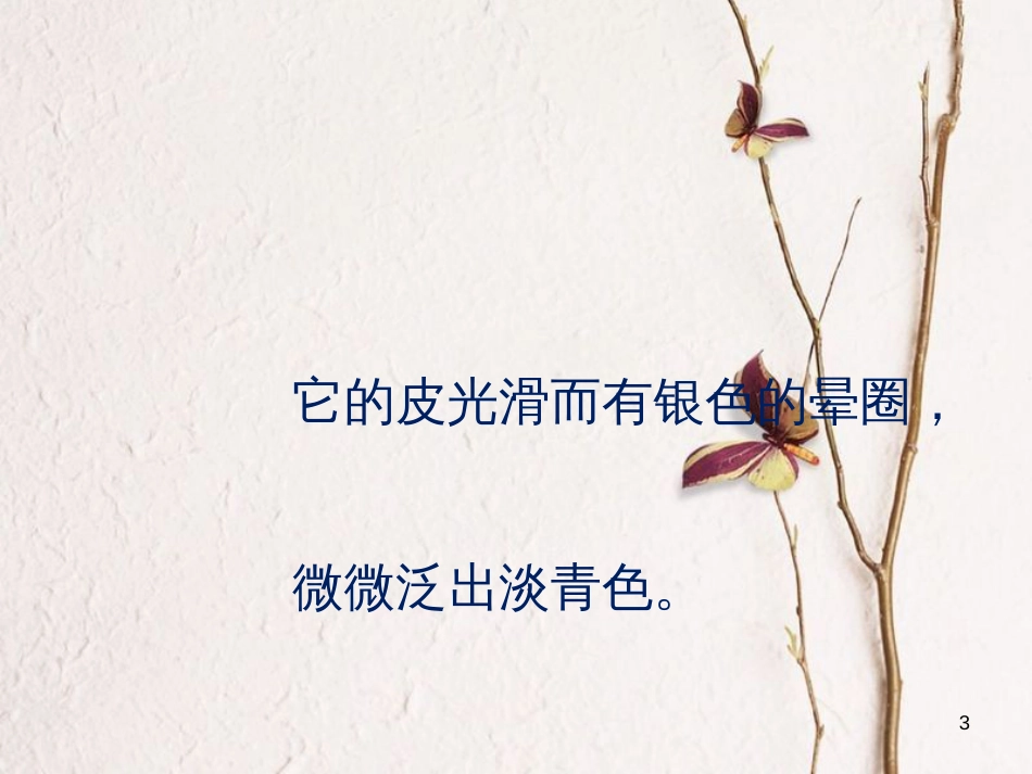 河南省原阳县九年级语文下册 第三单元 5《白杨礼赞》课件 北师大版_第3页