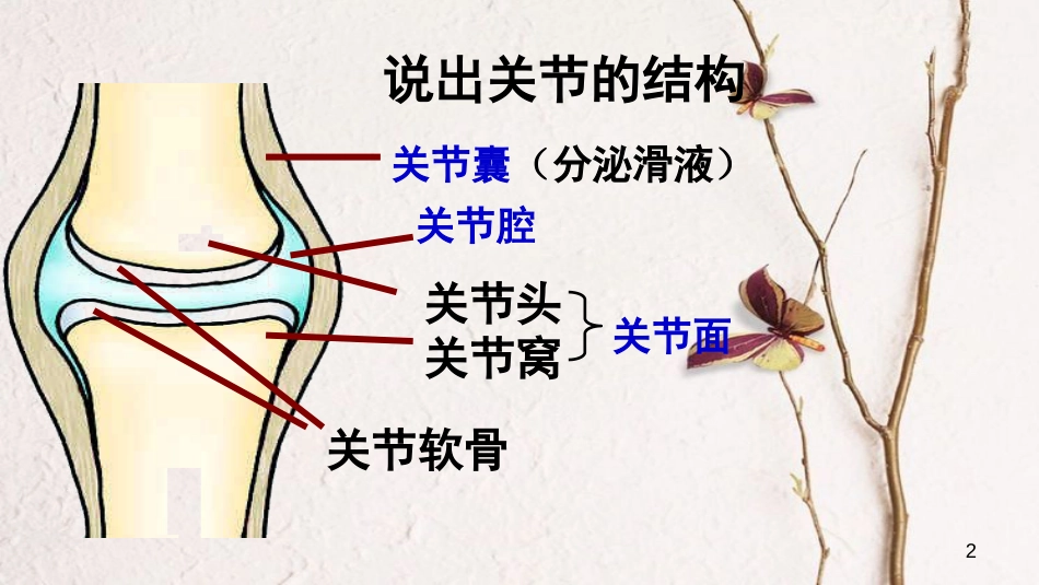 江西省万载县八年级生物上册 4.1.2运动的完成课件 （新版）冀教版_第2页