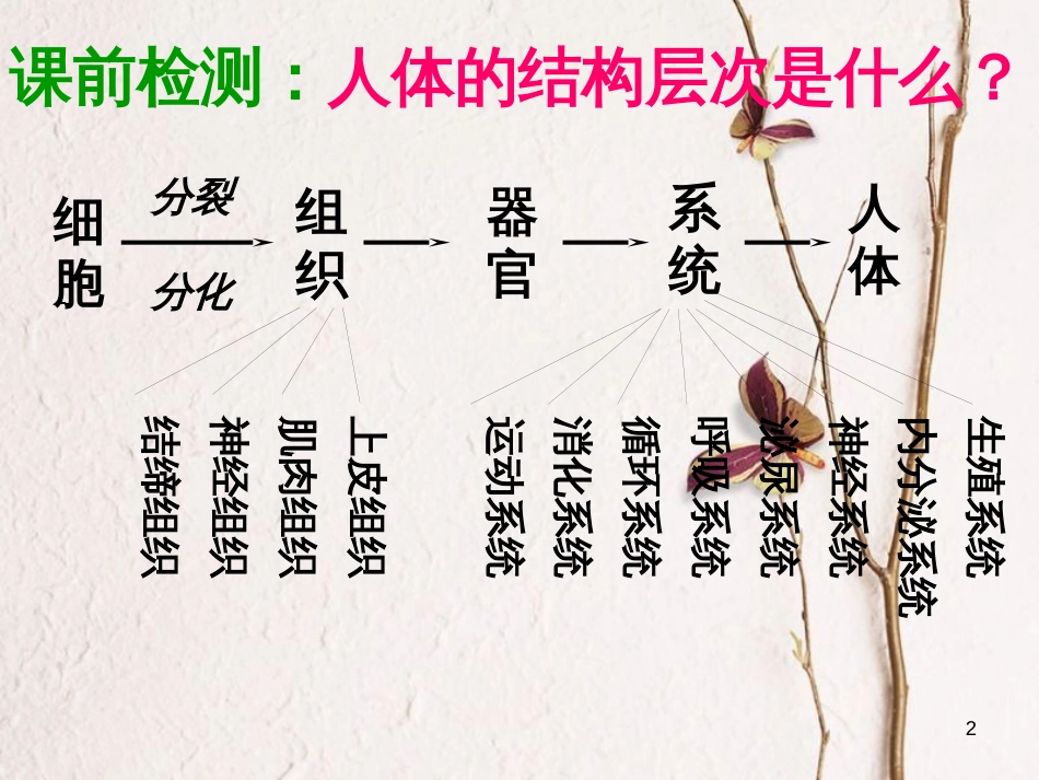 湖南省桑植县七年级生物上册 第二单元 第二章 第三节 植物体的结构层次课件 （新版）新人教版_第2页