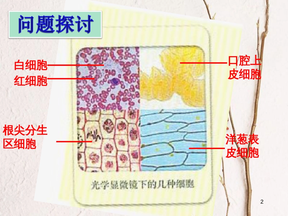 云南省峨山彝族自治县高中生物 第一章 走近细胞 1.2 细胞的多样性和统一性7课件 新人教版必修1_第2页