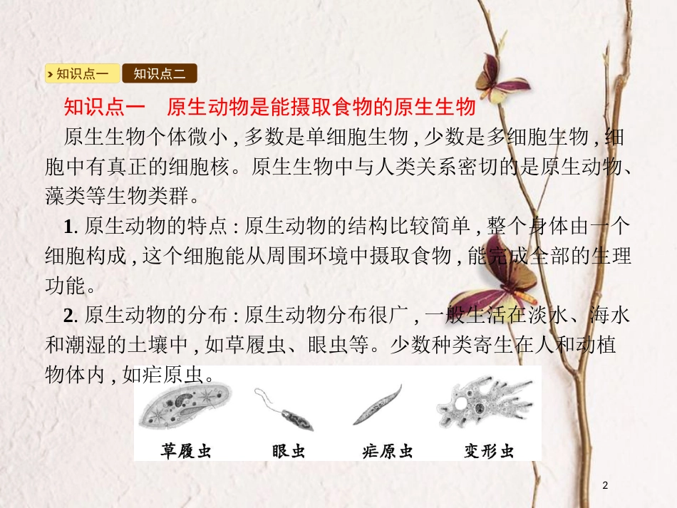 八年级生物下册 第22章 第2节 原生生物的主要类群课件 （新版）北师大版_第2页