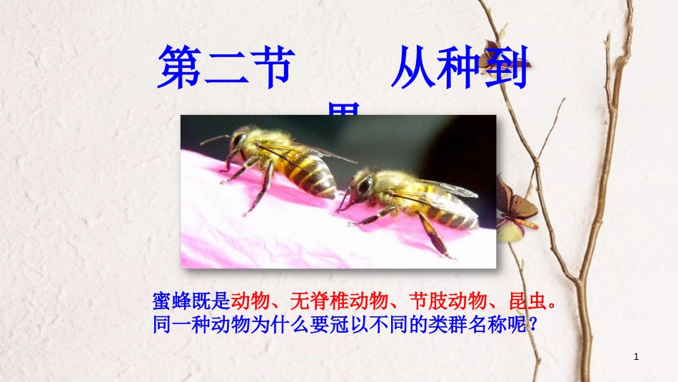 八年级生物上册 第六单元 第一章 第二节《从种到界》课件 （新版）新人教版_第1页
