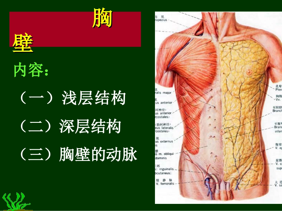 胸部解剖图谱[共96页]_第3页