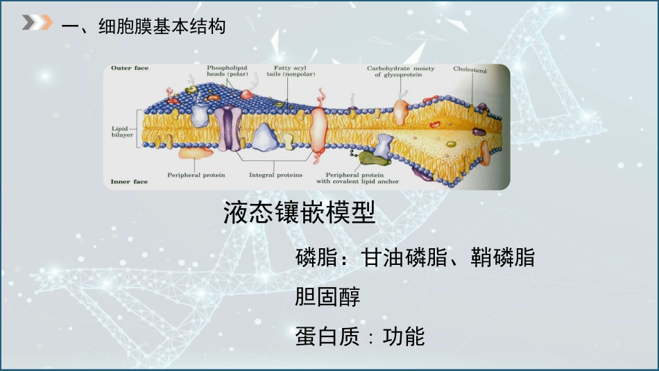 (3)--2.1细胞膜被动转运_第3页