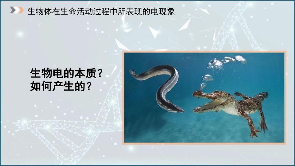 (5)--2.3生物电动物生理学_第2页