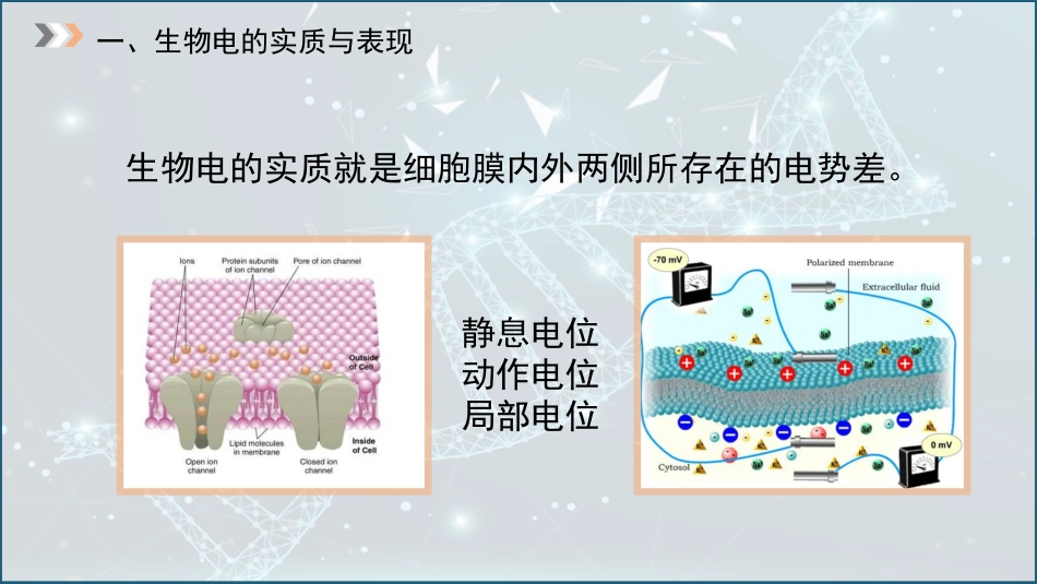 (5)--2.3生物电动物生理学_第3页