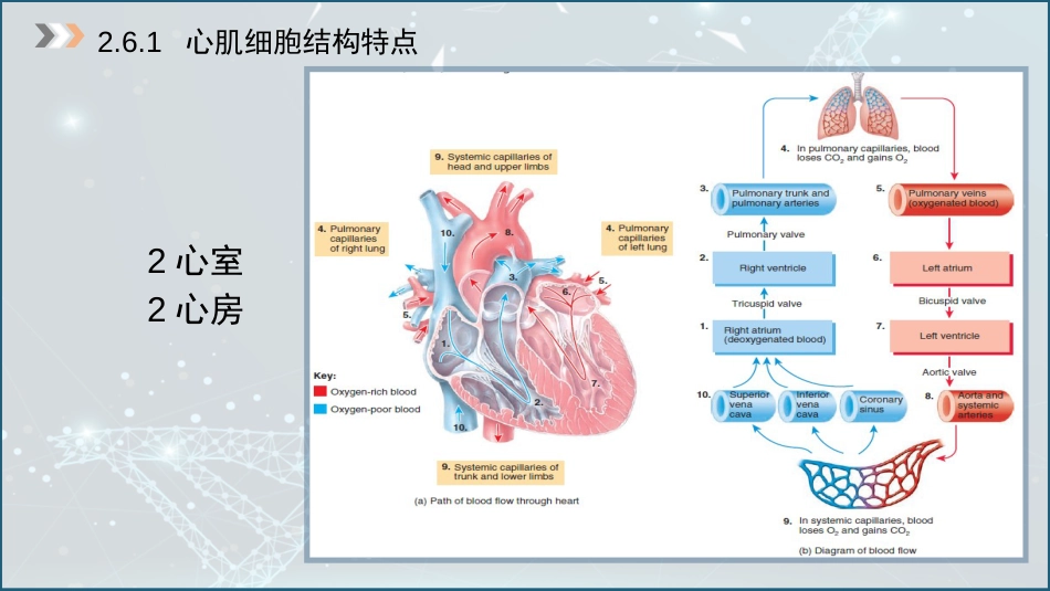 (8)--2.6心肌细胞生物电_第3页