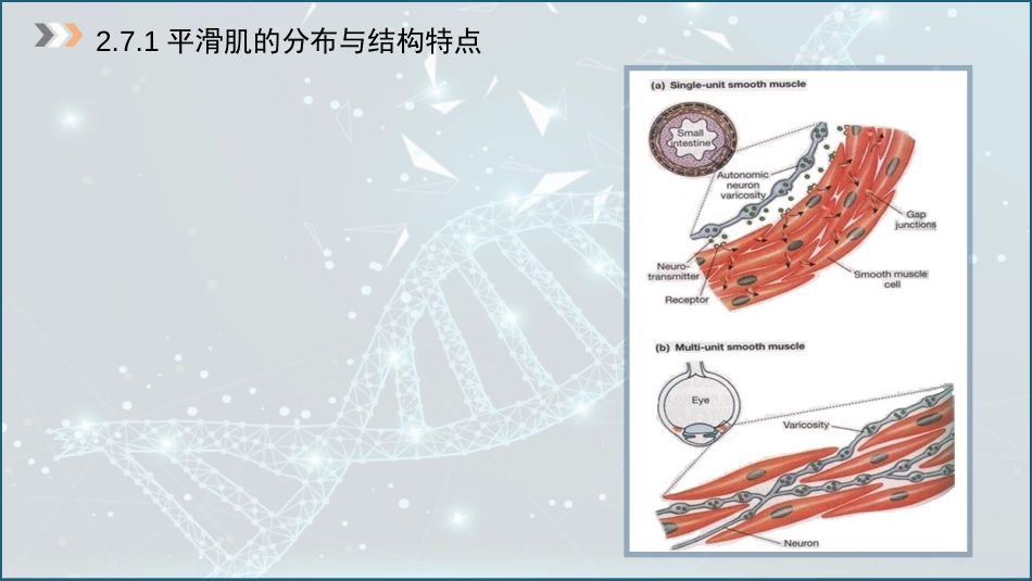 (9)--2.7平滑肌动物生理学_第3页