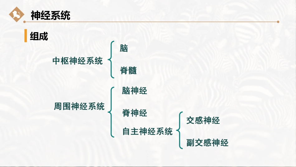 (9)--13.鱼纲3-神经系统和感觉器官_第3页