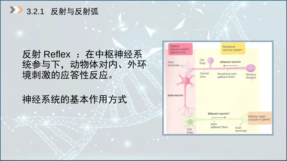 (11)--3.2 反射与反射活动的协调_第3页