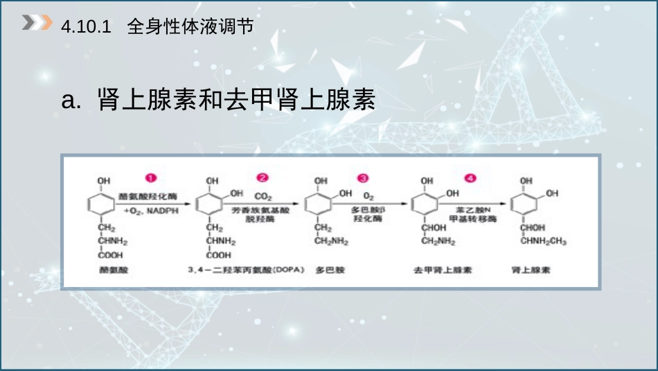 (15)--4.10 心血管机能的体液调节_第3页